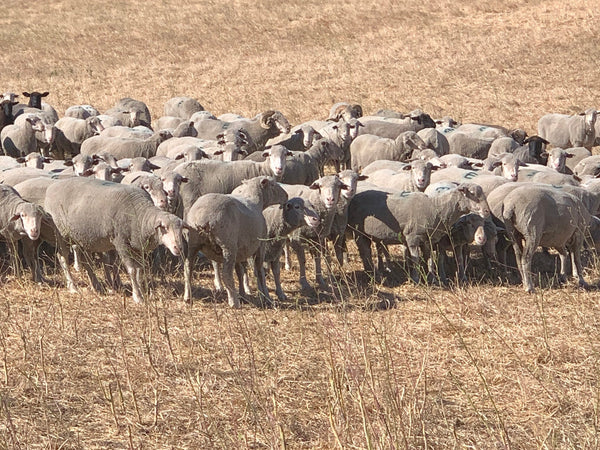 Climate Beneficial Wool